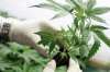 Convenio para el desarrollo del cannabis medicinal
